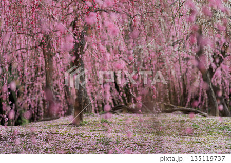 京都市伏見区にある城南宮で撮影した梅 135119737