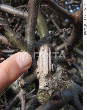 チョウセンカマキリの卵のう チョウセンカマキリの卵のう 135119783