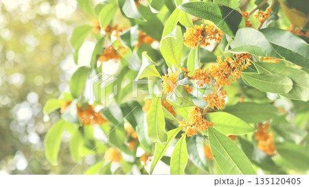 キンモクセイの花　群生 135120405