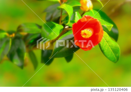 鮮やかな真っ赤な一輪の椿の花 鮮やかな真っ赤な一輪の椿の花 135120406