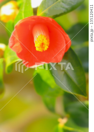 一輪の鮮やかな椿の花 一輪の鮮やかな椿の花 135120411