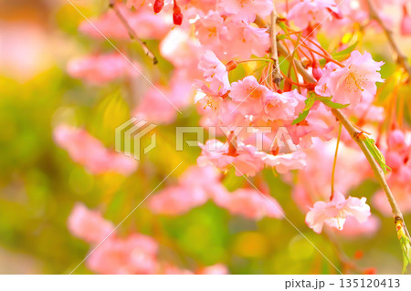 春の光を浴びる枝垂れ桜 春の光を浴びる枝垂れ桜 135120413