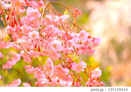 春の日差しを浴びる枝垂れ桜 春の日差しを浴びる枝垂れ桜 135120414