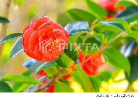 八重咲きの真っ赤な椿の花 135120416