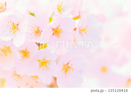 桜の花 背景・素材 桜の花 背景・素材 135120418