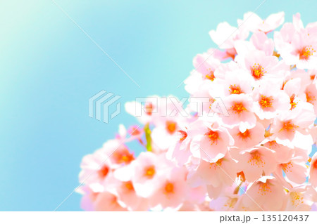 爽やかな青空と満開の桜 爽やかな青空と満開の桜 135120437