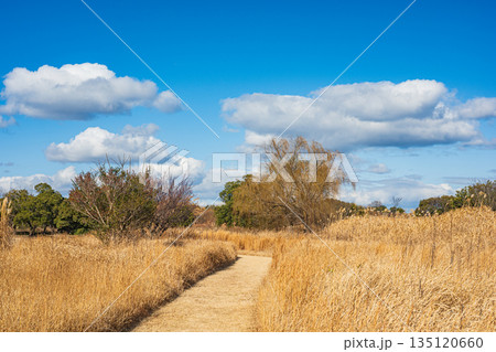 国営平城宮跡歴史公園 冬枯れの草原 奈良市 国営平城宮跡歴史公園 冬枯れの草原 奈良市 135120660