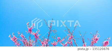 爽やかで暖かな春の青空とピンク色に咲き誇る桜の花 135120876