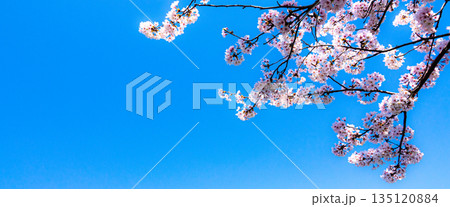 爽やかで暖かな春の青空とピンク色に咲き誇る桜の花 135120884