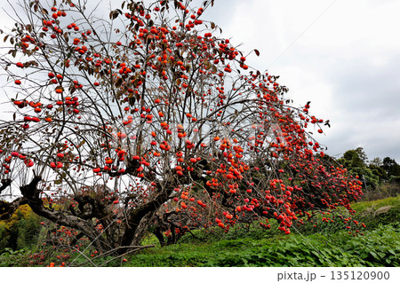 たわわに実る柿　山の辺の道　石上神宮へ向かう道 135120900