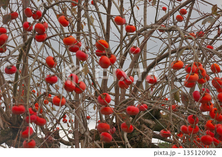 たわわに実る柿　山の辺の道　石上神宮へ向かう道 135120902