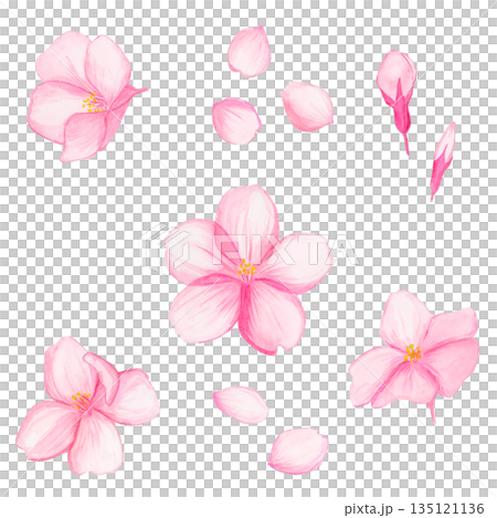 手繪水彩櫻花、花苞和花瓣套裝，春季植物插圖 135121136