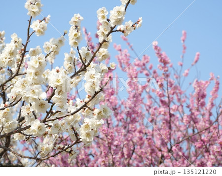 梅の花のマクロ　春のイメージ 135121220
