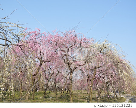 いなべ梅林公園　梅の花と青空　春の背景　コピースペース（三重県） 135121223