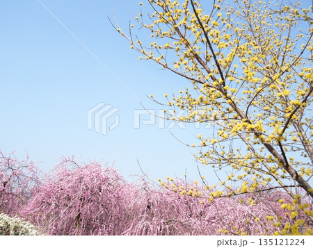 いなべ梅林公園 梅の花と青空 春の背景 コピースペース(三重県) いなべ梅林公園 梅の花と青空 春の背景 コピースペース(三重県) 135121224