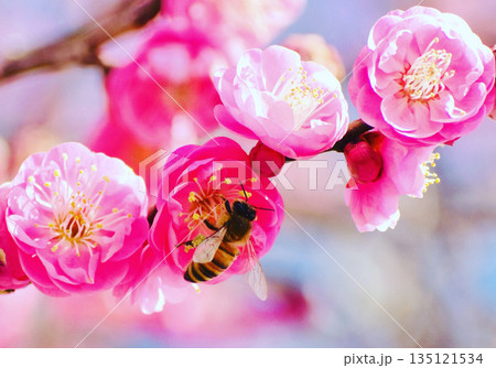 紅梅の花にとまったミツバチ 紅梅の花にとまったミツバチ 135121534