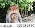 木陰で寄り添い休む猿の親子 135121640