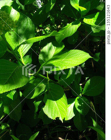 木漏れ日の当たる初夏の林の中の紫陽花の若葉 木漏れ日の当たる初夏の林の中の紫陽花の若葉 135121643