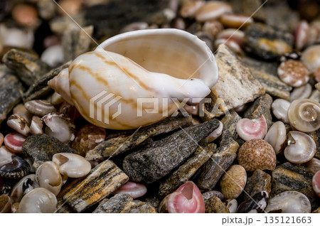 Tonna Dolium Shell On Multi Colored Sea Pebbles and Shells Tonna Dolium Shell On Multi Colored Sea Pebbles and Shells 135121663
