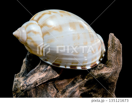 Spotted Tun Shell Tonna Dolium On Driftwood Piece Isolated Black 135121673