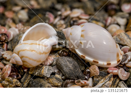 Tonna Dolium Shell On Multi Colored Sea Pebbles and Shells 135121675