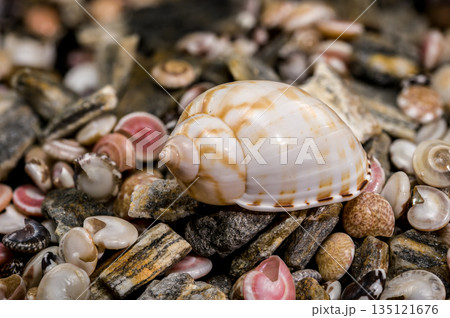Tonna Dolium Shell On Multi Colored Sea Pebbles and Shells Tonna Dolium Shell On Multi Colored Sea Pebbles and Shells 135121676