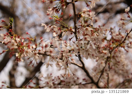 桜 135121869