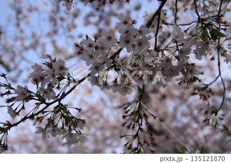 桜 135121870