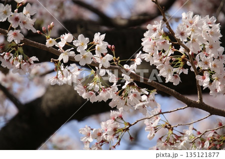 桜 135121877