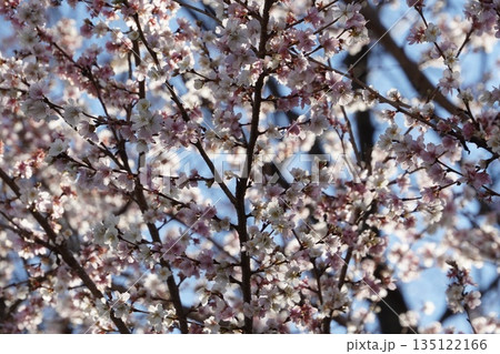 晴天の寒梅 135122166