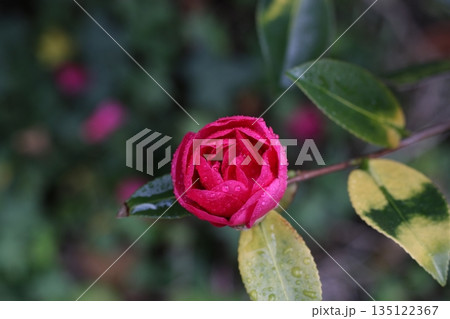 ツバキの花 ツバキの花 135122367