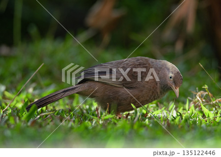 Majestic Brown Bird Foraging on the Green Grass in Sri Lanka at Dawn. Yellow-billed Babbler - Turdoides affinis taprobanus Majestic Brown Bird Foraging on the Green Grass in Sri Lanka at Dawn. Yellow-billed Babbler - Turdoides affinis taprobanus 135122446