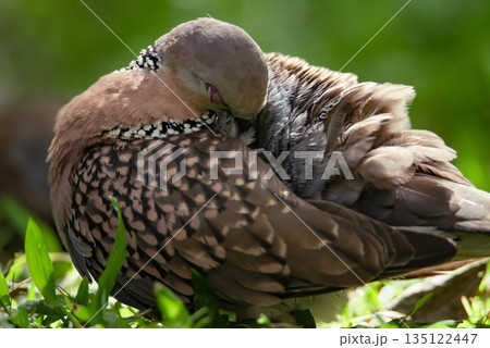 Spotted pigeon (Spilopelia chinensis), stands on the grass and cleans feathers. Dove from Sri Lanka 135122447