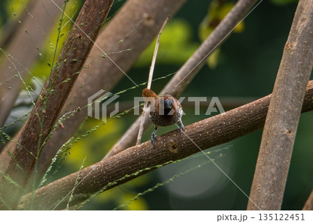A Scally Breasted Munia on a Bush tree and looking into camera 135122451