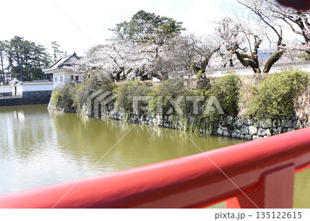 小田原城址公園 桜 小田原城址公園 桜 135122615
