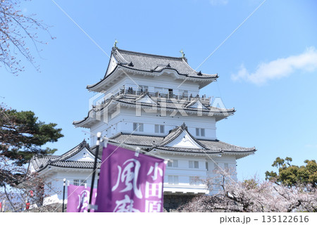 小田原城　桜 135122616