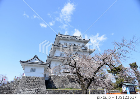 小田原城　桜 135122617