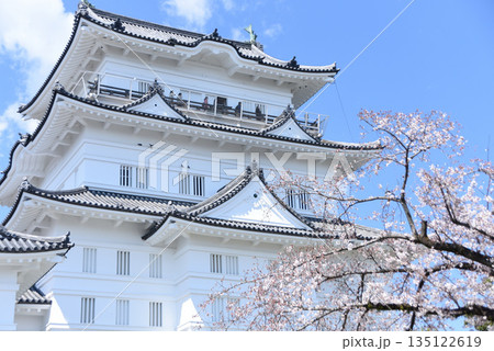 小田原城　桜 135122619