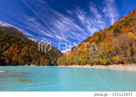 長野県大町市平　鮮やかなミルキーブルーの高瀬ダム調整湖の紅葉と青空に映える冠雪した山の景色 135122671