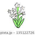 植物　白い花　イラスト 135122726