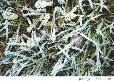 Frosted grass with frost 135122816