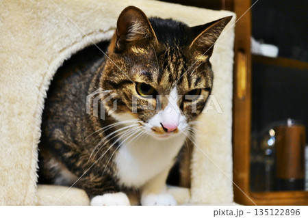 猫と一緒に暮らす 135122896
