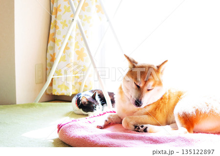 柴犬と暮らす 135122897