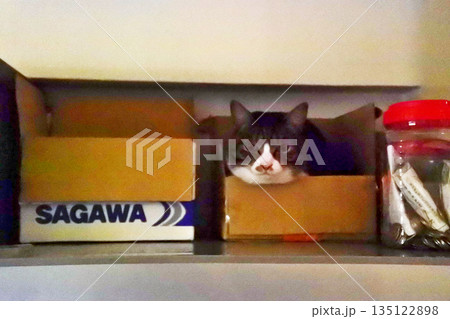 猫と一緒に暮らす 猫と一緒に暮らす 135122898