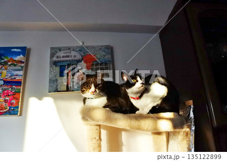 猫と一緒に暮らす 135122899