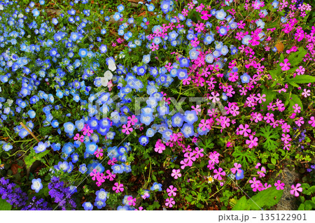 花壇の花のある情景 花壇の花のある情景 135122901