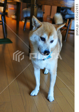 柴犬と暮らす 柴犬と暮らす 135122933