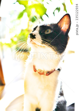 猫と一緒に暮らす 猫と一緒に暮らす 135122934