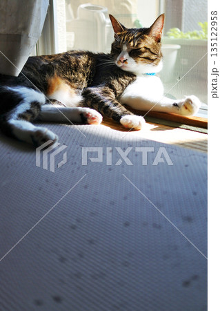 猫と一緒に暮らす 135122958