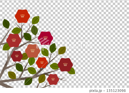 Camellia flower card material 135123098